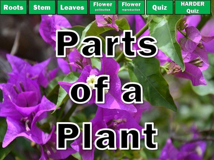 Cover of Parts of a Plant PowerPoint Review and Game NO PREP