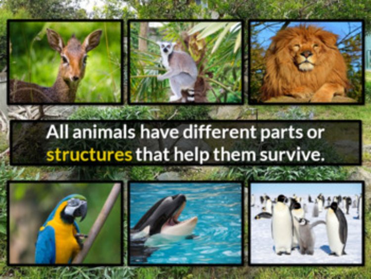 Preview page 1 of Animals and Parts PowerPoint with Quiz &Tech Activities NO PREP